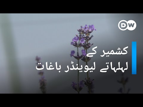 کشمیر کے لہلہاتے لیوینڈر باغات | DW Urdu