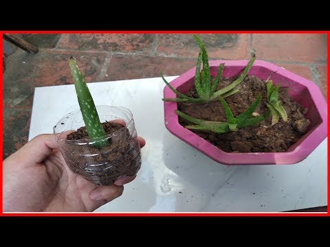 Vidéo: Propagation de la plante d'Aloe Vera : comment démarrer une plante d'aloès à partir de boutures ou de chiots