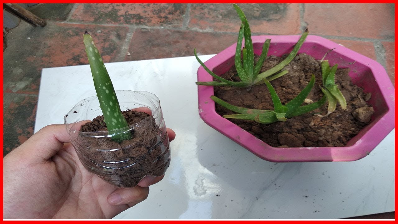 🔥Comment planter de l'aloe vera en pot! (bouture aloe vera) - YouTube