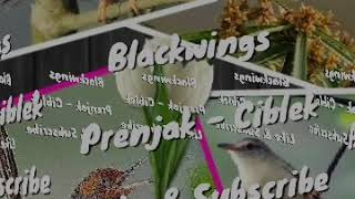 Download Lagu Suara burung prenjak dan ciblek MP3 Download Lagu Suara burung prenjak dan ciblek MP3