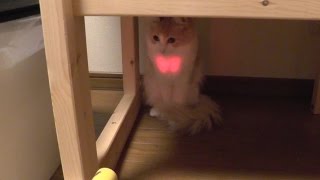 No.37 ねこのきもち９月号ふろくの光のじゃらしおもちゃで猫と遊ぶ/I tried playing with the cat in the Setaria of light. -ノルウェージャン-