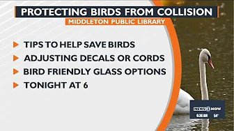Middleton Public Library: Protecting birds from collision