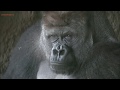 Jan 2020 Ueno zoo Gorillas
