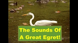 The Sounds Of A Great Egret!
