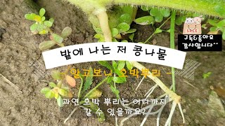 호박 키우기, 호박이 거름을 많이 먹는 이유, 콩나물인 줄 착각 한 호박뿌리, 온 밭에 깔렸네요.