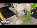 負けられない戦い!ソファーの固定バンドを噛み切ってやったリリーです Great Pyrenees グレートピレニーズ