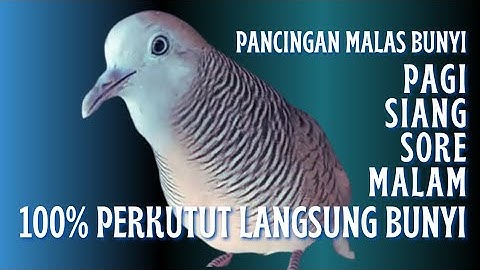 Perkutut Lokal Suara Gacor - Untuk Pancingan (Hitungan Detik) Dijamin 100% AMPUH Langsung BUNYYI