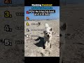 Ranking Funniest Animal Fails #shorts