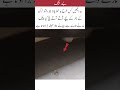 God protects when danger is close to you#islamicshorts #islamicvideo #islamicstatus