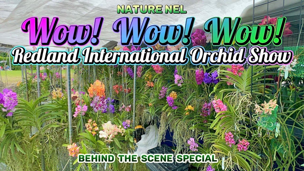 “Behind-the-Scenes at the Redland International Orchid Show” October 17-19, 2025