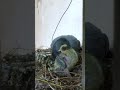 Beautiful Pigeon Nest 🕊️ | Nature’s Peaceful Moment | Birds Life Close View #nature #capture #birds