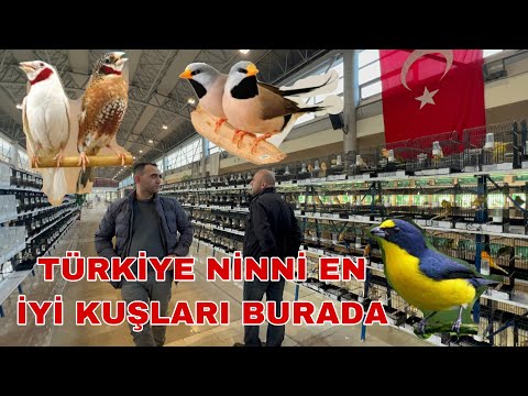 10.000 BÜLBÜL KANARYA İSPİNOZ PAPAĞAN GOLDİAN FİNÇH BU ŞAMPİYONADA  BURSA MERİNOS