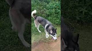 Husky paseando en el campo by Master cachorro 64 views 1 year ago 1 minute, 19 seconds