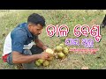 ତାଳ ବେଣ୍ଟ ଯାଇଥିଲୁ || Talo Benta Jaithilu || ଆମ ଗାଁ ତାଳ ଗଛ || Viral Vlog Video || Viral Short Video