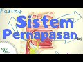 Sistem pernapasan pada manusia