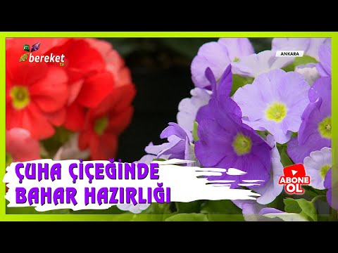 Bahçıvanın Elinden - Primula (Çuha) Çiçeği Bakımı Ve Üretimi