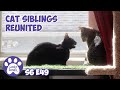 Cat Siblings Reunited, Trap, Neuter, Aftercare S6 E49 Lucky Ferals Cat Videos Feral Kittens