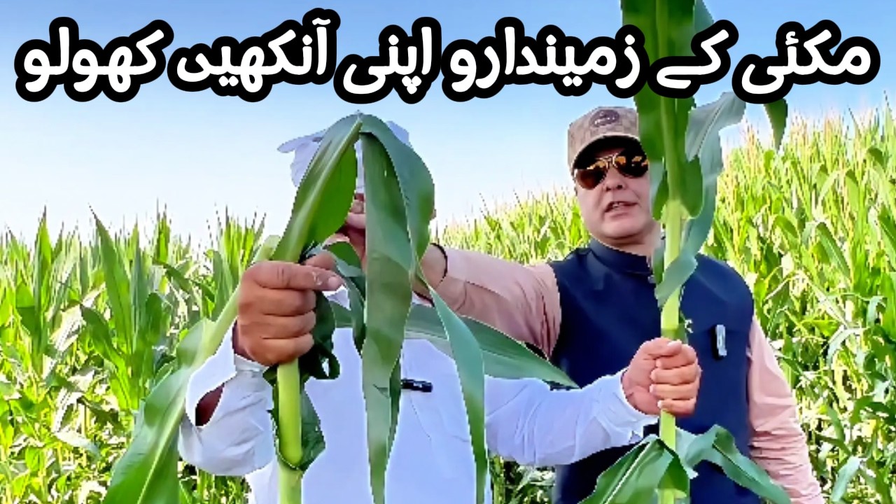 Maize Farmers Open Your Eyes | Kisan Dost Formula