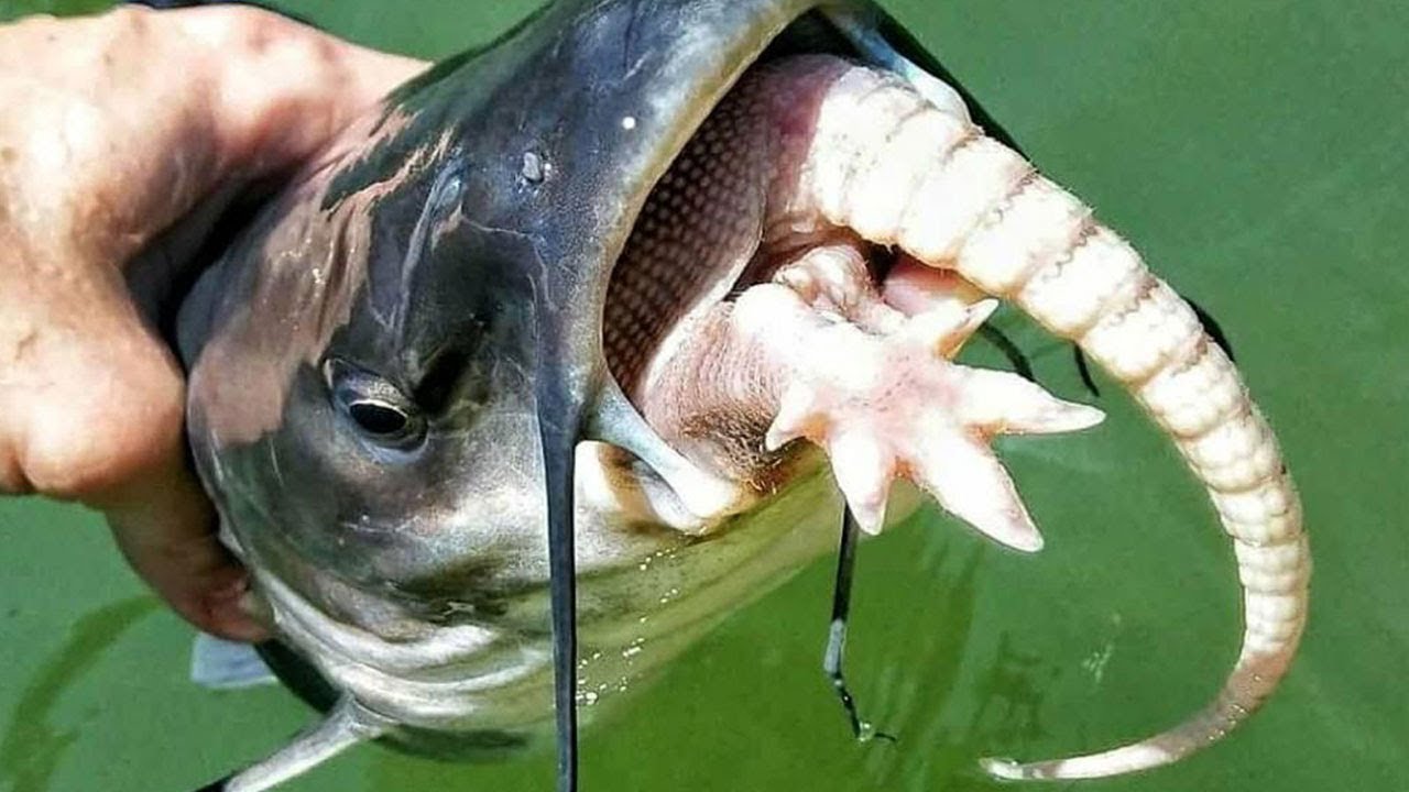 What do catfish eat? Best Catfish Baits & How to Catch Catfish 