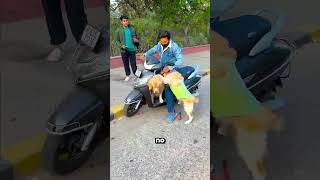 Mi Amigo Perrito Rocky No Bajaba De Mi Coche 😮