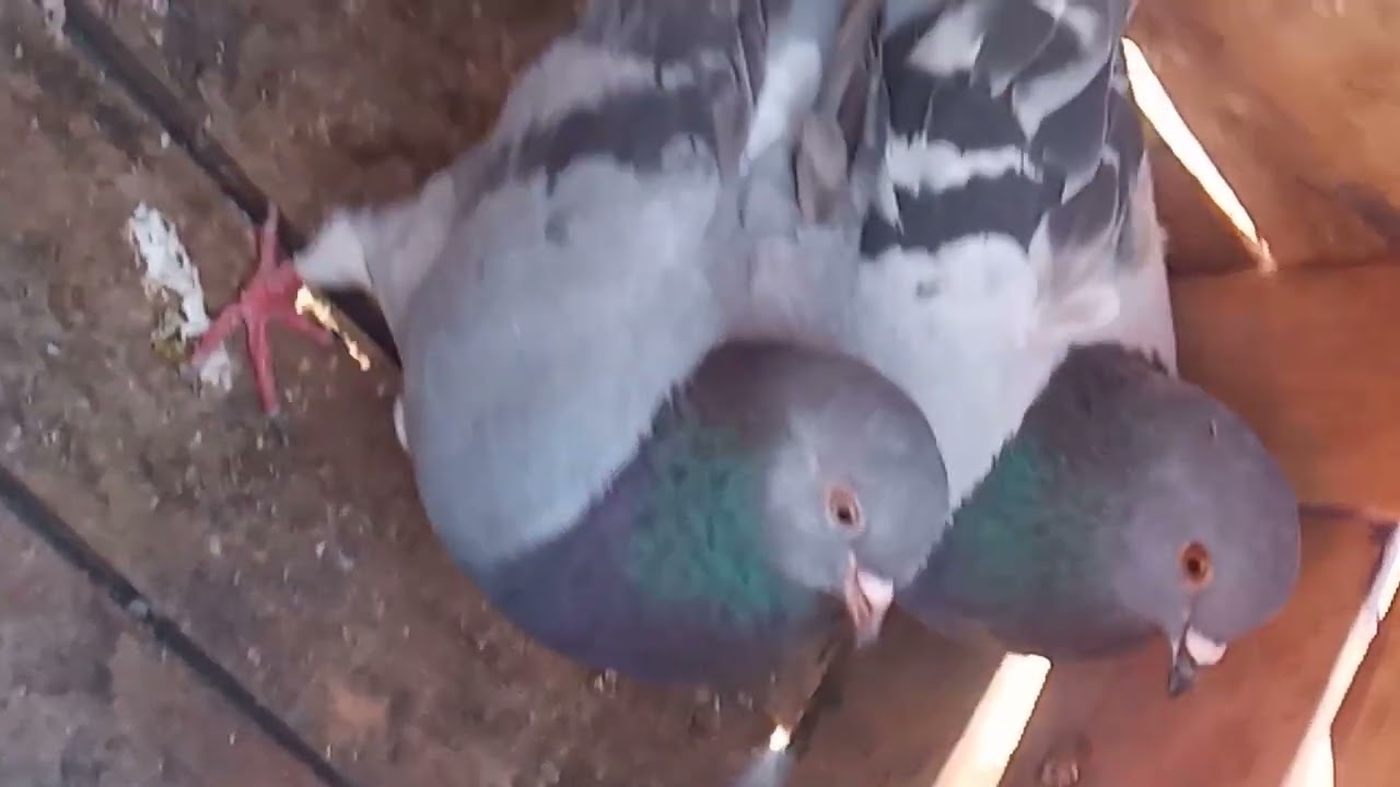 جولة في سوق طيور سيدي يوسف بن علي ولكن تصدمة