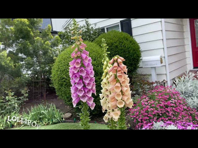 Major Garden Refresh!