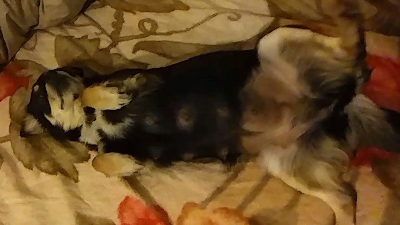 dog xylophone YouTube