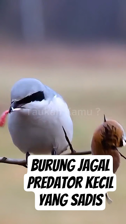 Burung Jagal Predator Kecil yang Sadis #birds #short