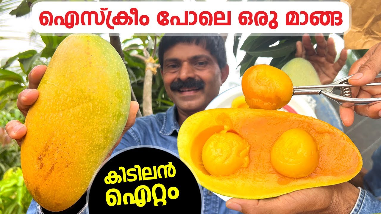 1 kg വലുപ്പം, 70g അണ്ടി, ഐസ്ക്രീം പോലെ കോരി തിന്നാം അടിപൊളി മാങ്ങ 😳 Super queen mango
