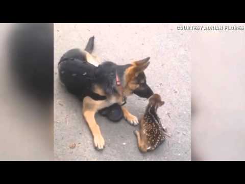 A baby deer approaches a German Shepherd and does something incredibly sweet