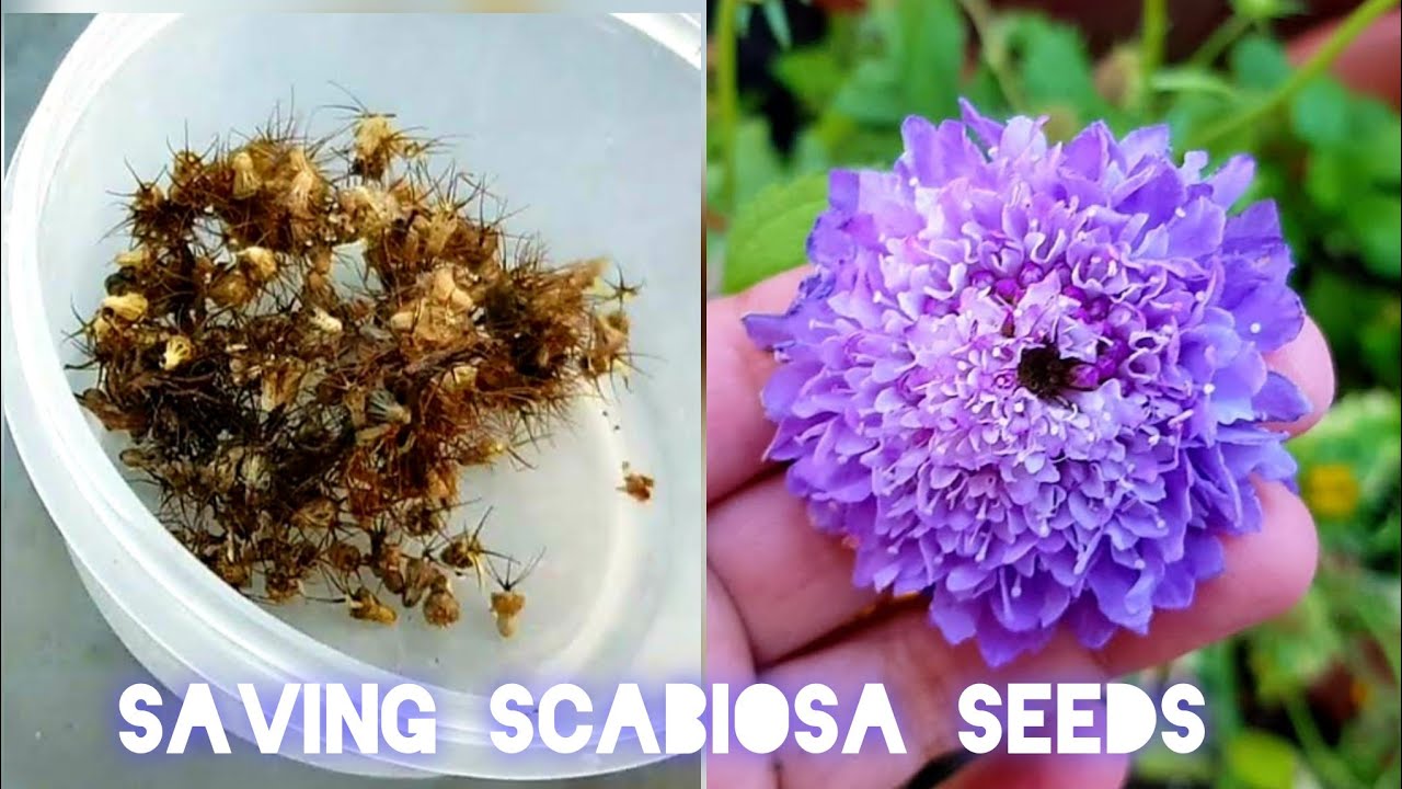 Scabiosa (Pincushion Flower): Plant Care & Growing Guide