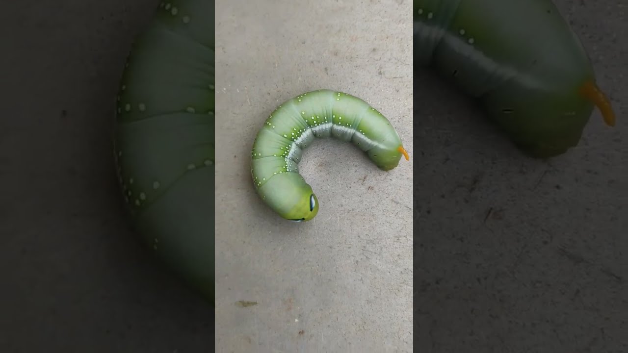 Caterpillar teasing