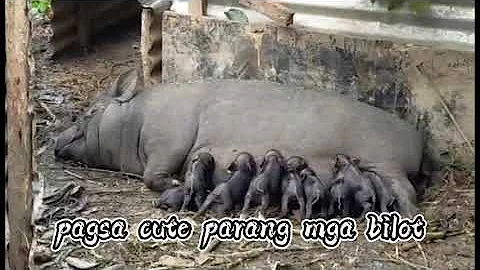 PANGANGANAK NG NATIVE NA BABOY│RANMEN'S MINIFARM│BATANGAS CITY