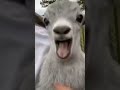 😱 जानवर की फनी 🤣 मोमेंट्स #funny #viralvideo #like #subscribe