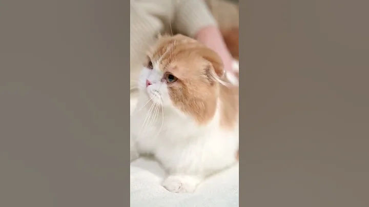 Video 2593251: meowing cats fighting, cat dog fight cute, cat fight funny cute, cucumbers funny cats