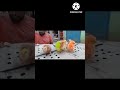 Eggbirds 