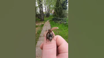 Майский Жук  учится летать ))