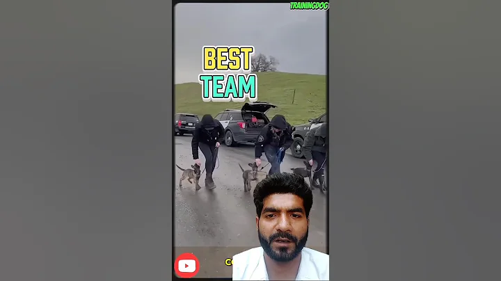 Training k9 puppy🐶🔥🔝🔝#dog #puppy #dogtraining #pets #germanshepherd #military #dogs #belgianmalinois