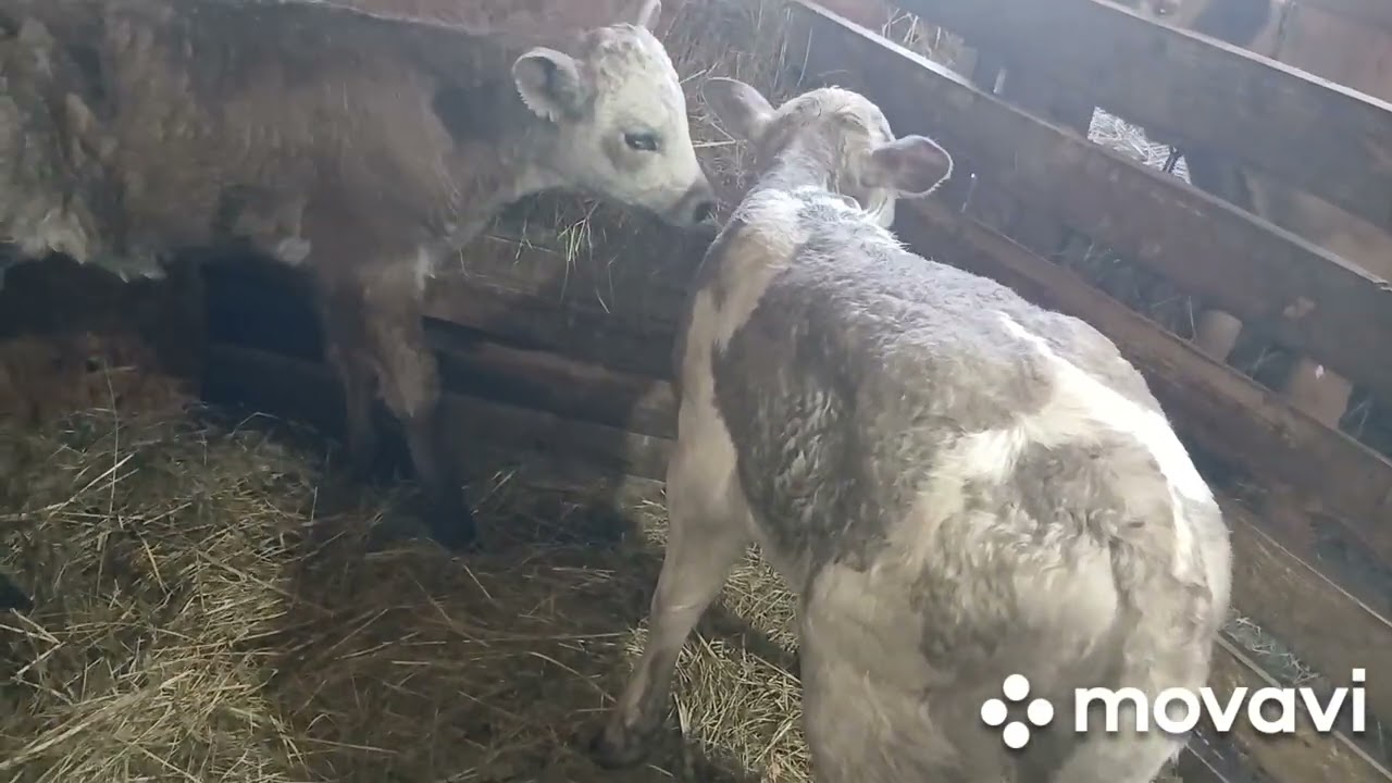 Отелы продолжаются!Места не хватает,сделали перестановку быков и телят!