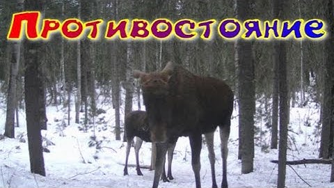 Битва за солонец. На вид не крупный бык отогнал от солонца всех конкурентов.