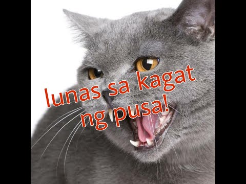 Video: Ano Ang Dapat Mong Malaman Tungkol Sa Mga Kagat Ng Cat, Mga Pakikipaglaban At Antibiotics