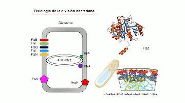 Che batteri ci possono essere nello sperma?