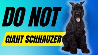 7 Reasons You SHOULD NOT Get a Giant Schnauzer Dog