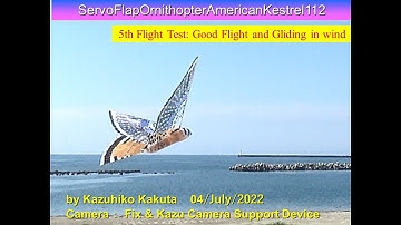 サーボ駆動羽ばたき機　アメリカチョウゲンボウ　SFOAmericanKestrel112　23.5ｇ　6th Flight test  Good Flight and Gliding in wind