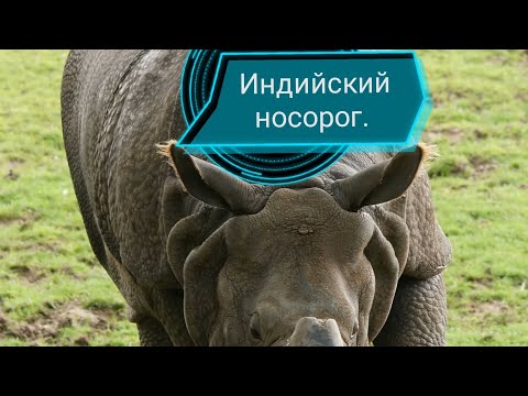 14 выпуск. Индийский носорог. Био броня. Влог о животных.