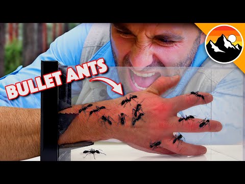 BULLET ANT BOX - Will I Get Stung?!