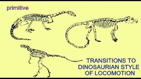 PL EXAM 2: EVOLUTION OF BIPEDAL STANCE IN DINOSAUR ANCESTORS.avi