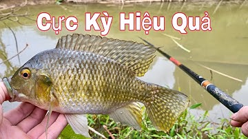 Câu Cá Rô Phi Bằng Mồi Giun, Cực Kỳ Hiệu Quả Khi Thử Cách Móc Mồi Giun Mới Lạ - Hạnh Fishing