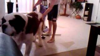 Vacuum the Dog by wwwMonkSFcom 3,987 views 13 years ago 31 seconds