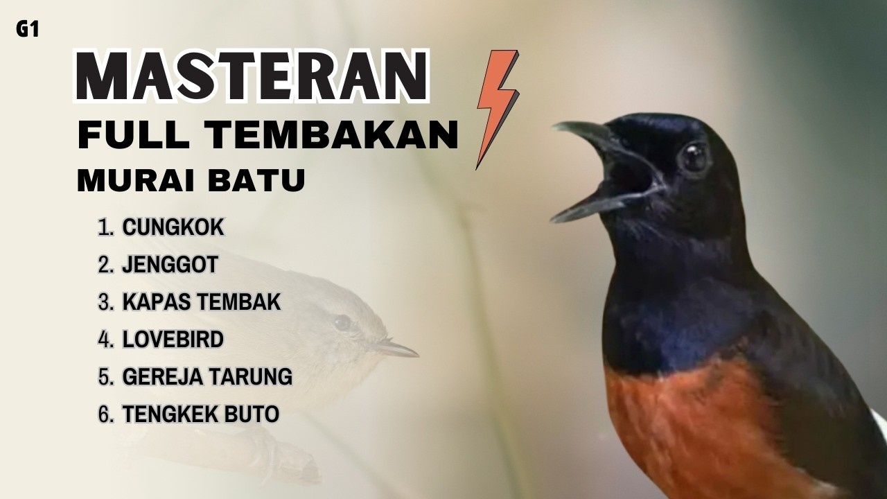 MASTERAN FULL TEMBAKAN || MASTERAN MURAI BATU GACOR DISIANG DAN MALAM